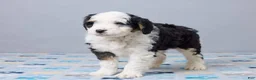 Mini Bernedoodle dogs for sale: Caleb - Ad 6