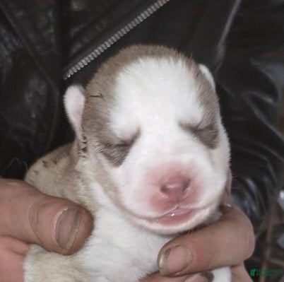 Siberian Husky dogs 3 Éowyn - Ad 1