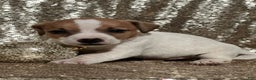 Jack Russell Terrier dogs for sale: Asher - Ad 2