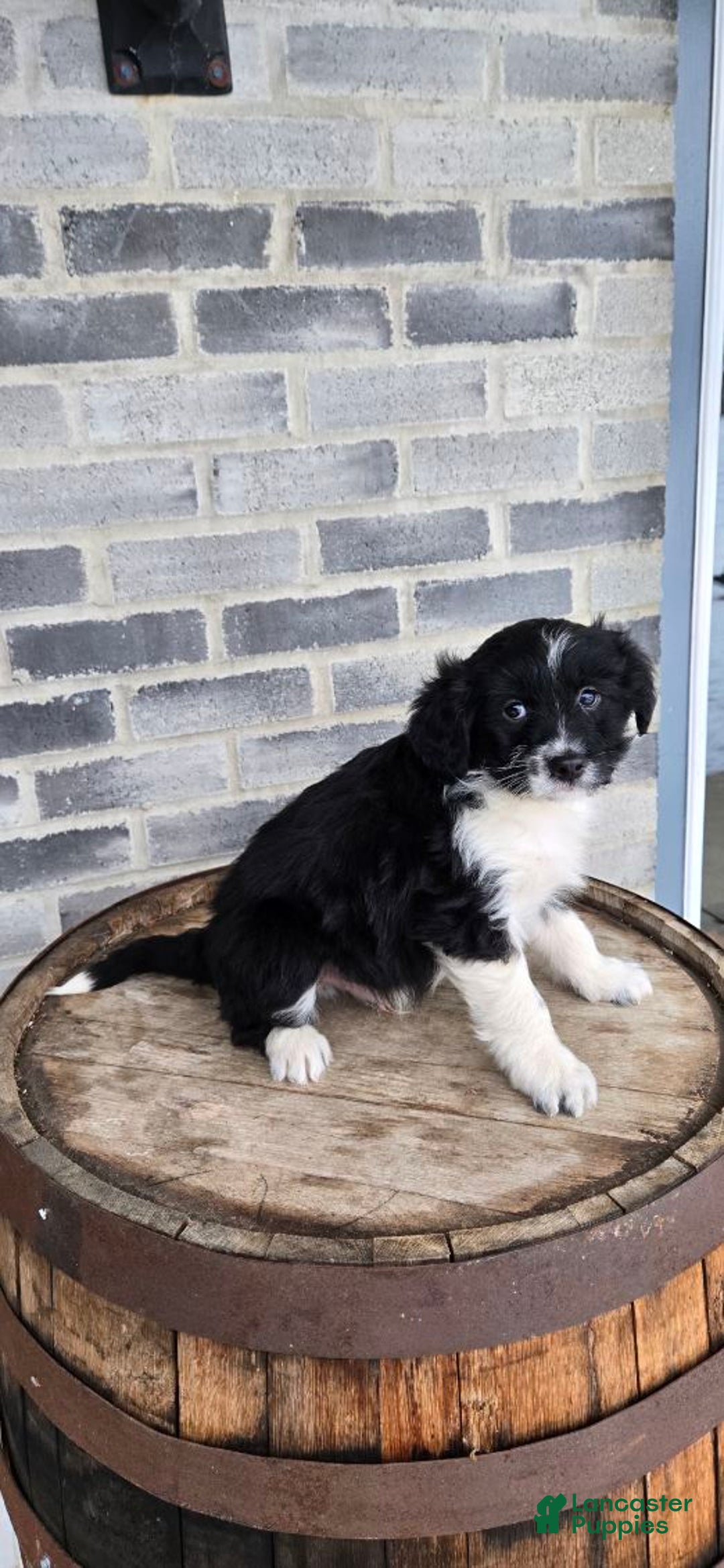 Mini Aussiedoodle dogs for sale: Finn – Male - Ad 6