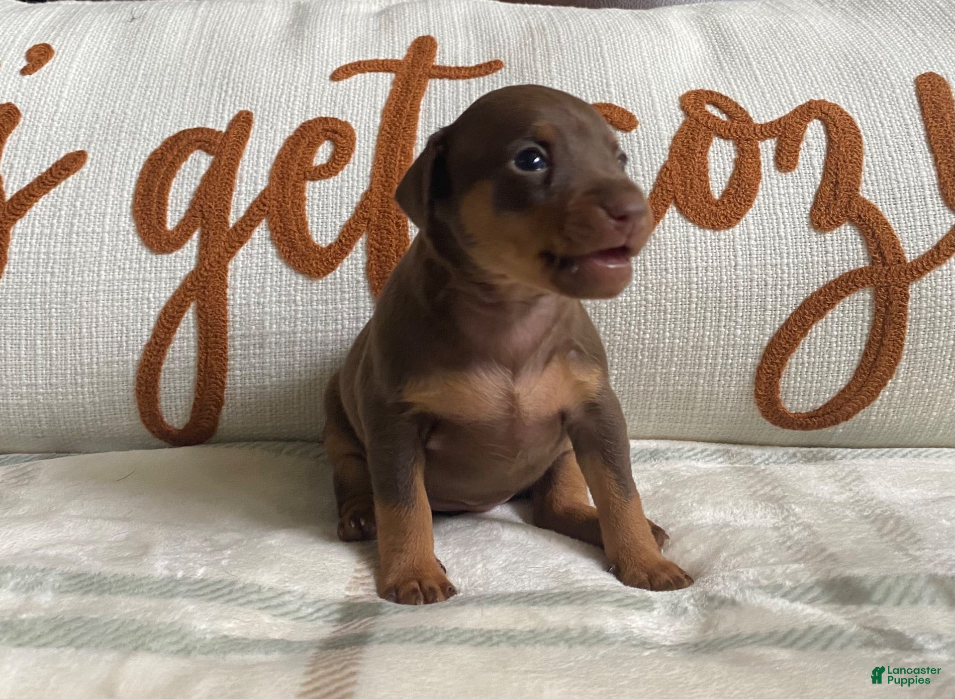 Miniature Pinscher dogs for sale: Miniature Pinscher 2 - Ad 2