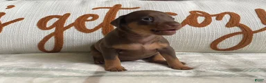 Miniature Pinscher 2