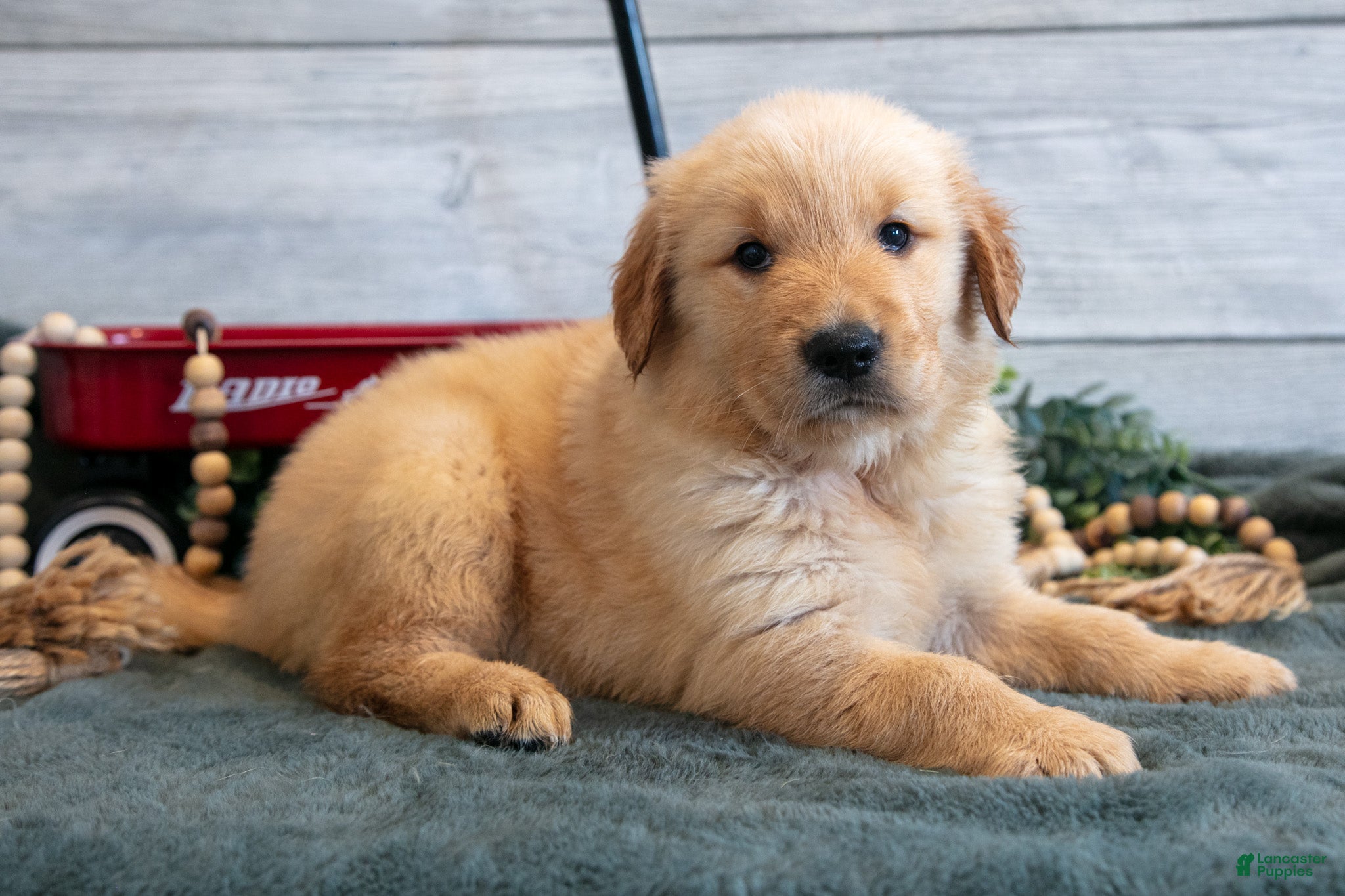 Golden Retriever dogs Bonnie - Ad 1