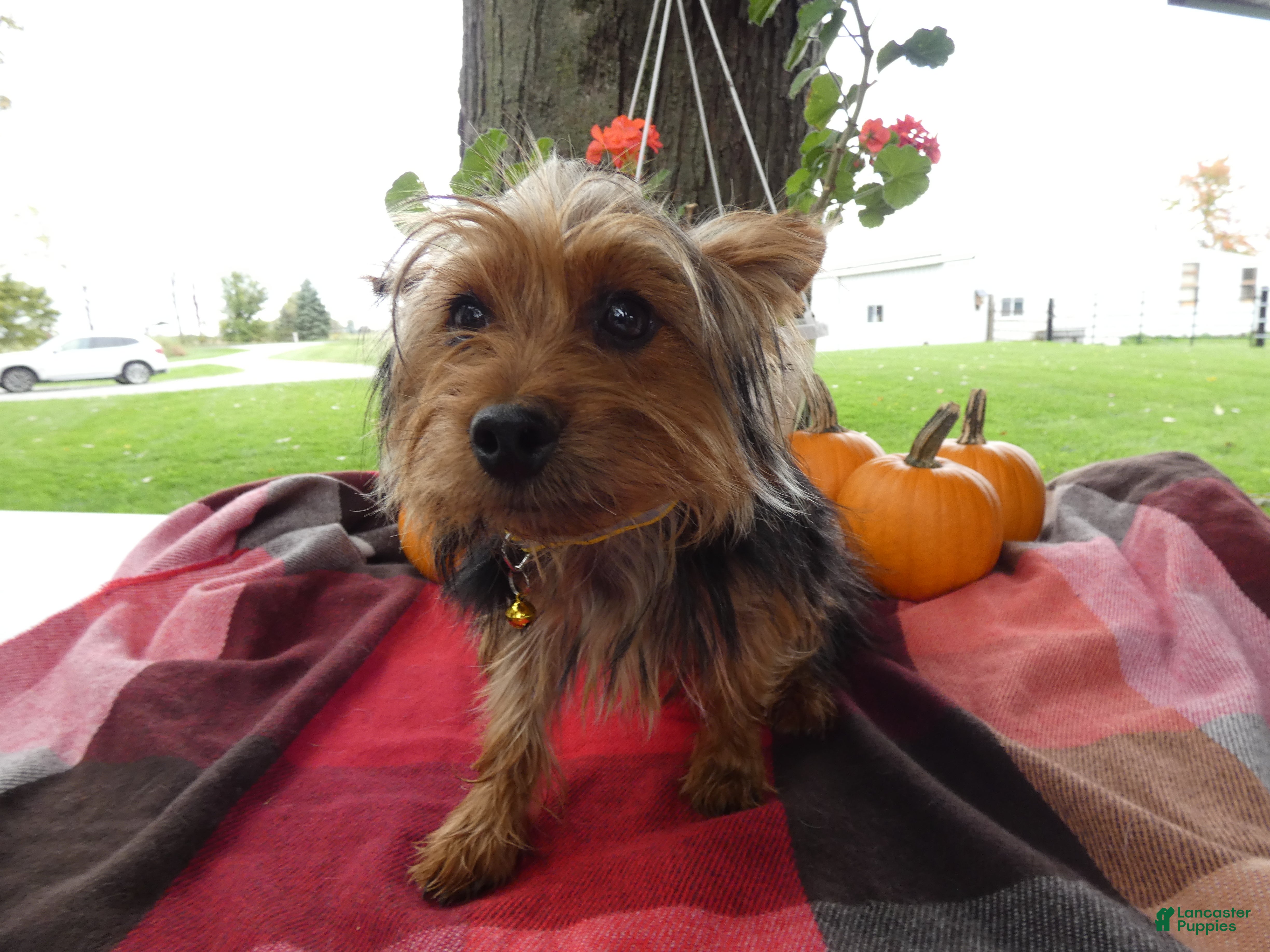 Yorkshire Terrier dogs for sale: Yorkshire Terrier 1 Tommy - Ad 2