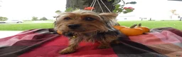 Yorkshire Terrier dogs for sale: Yorkshire Terrier 1 Tommy - Ad 1