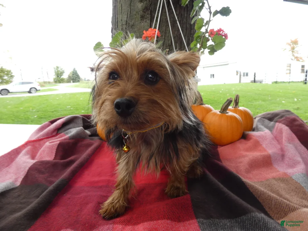Yorkshire Terrier dogs for sale: Yorkshire Terrier 1 Tommy - Ad 1