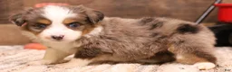Toy Australian Shepherd dogs for sale: Rocket - Ad 1