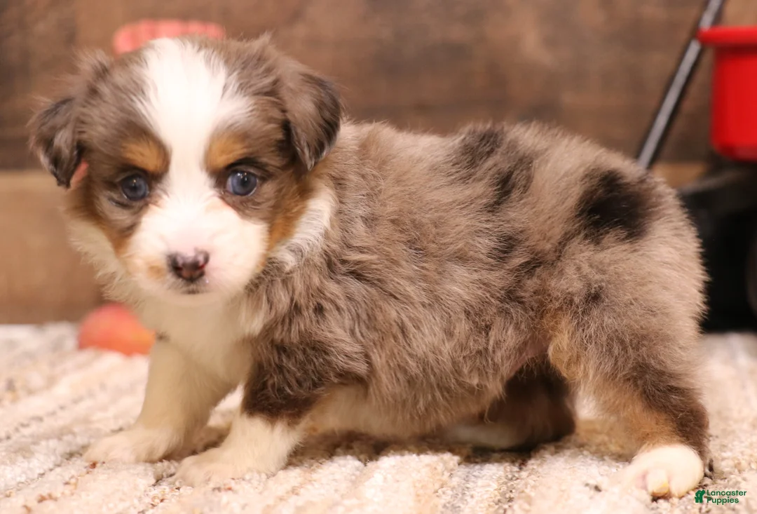 Toy Australian Shepherd dogs for sale: Rocket - Ad 1