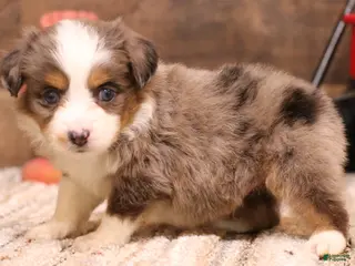 Toy Australian Shepherd dogs Rocket - Ad 10