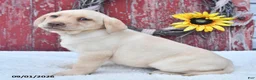 Labrador Retriever dogs for sale: Hazel - Ad 3