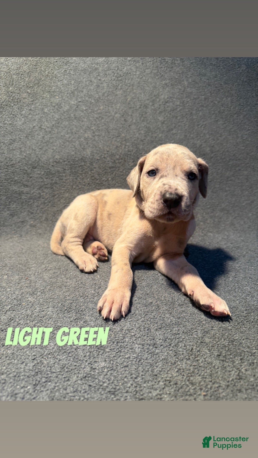 Great Dane dogs Light green collar - Ad 26