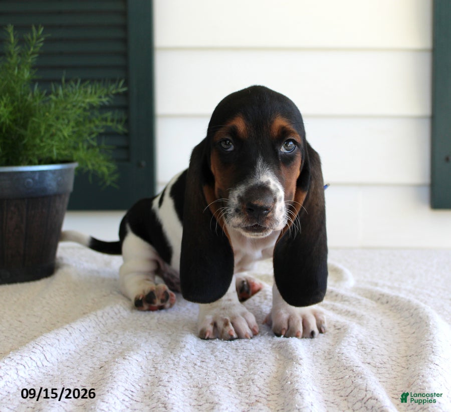 Basset Hound dogs Claire - Ad 1
