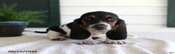 Basset Hound dogs for sale: Claire - Ad 1