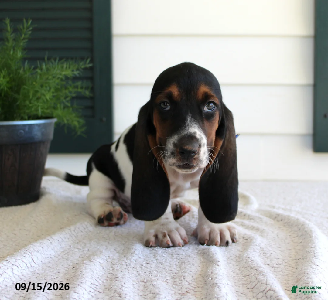 Basset Hound dogs for sale: Claire - Ad 1