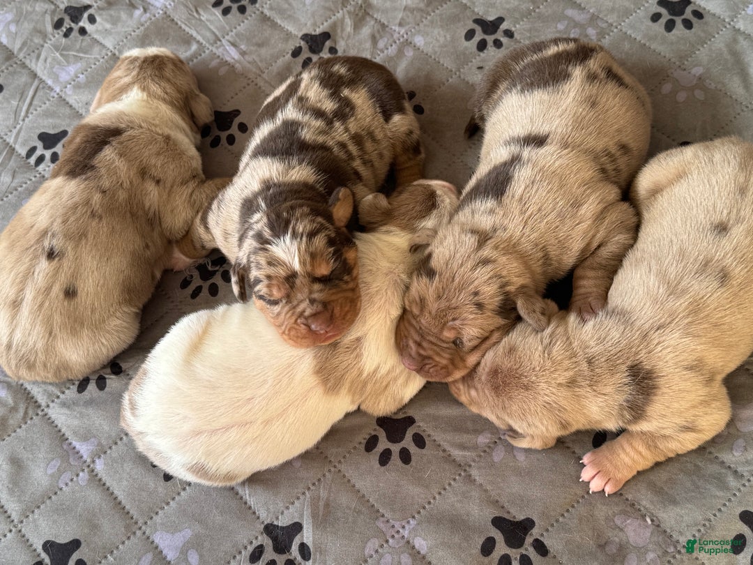 Catahoula Leopard Dog dogs for sale: Catahoula Leopard Dog Puppy 2 - Ad 15