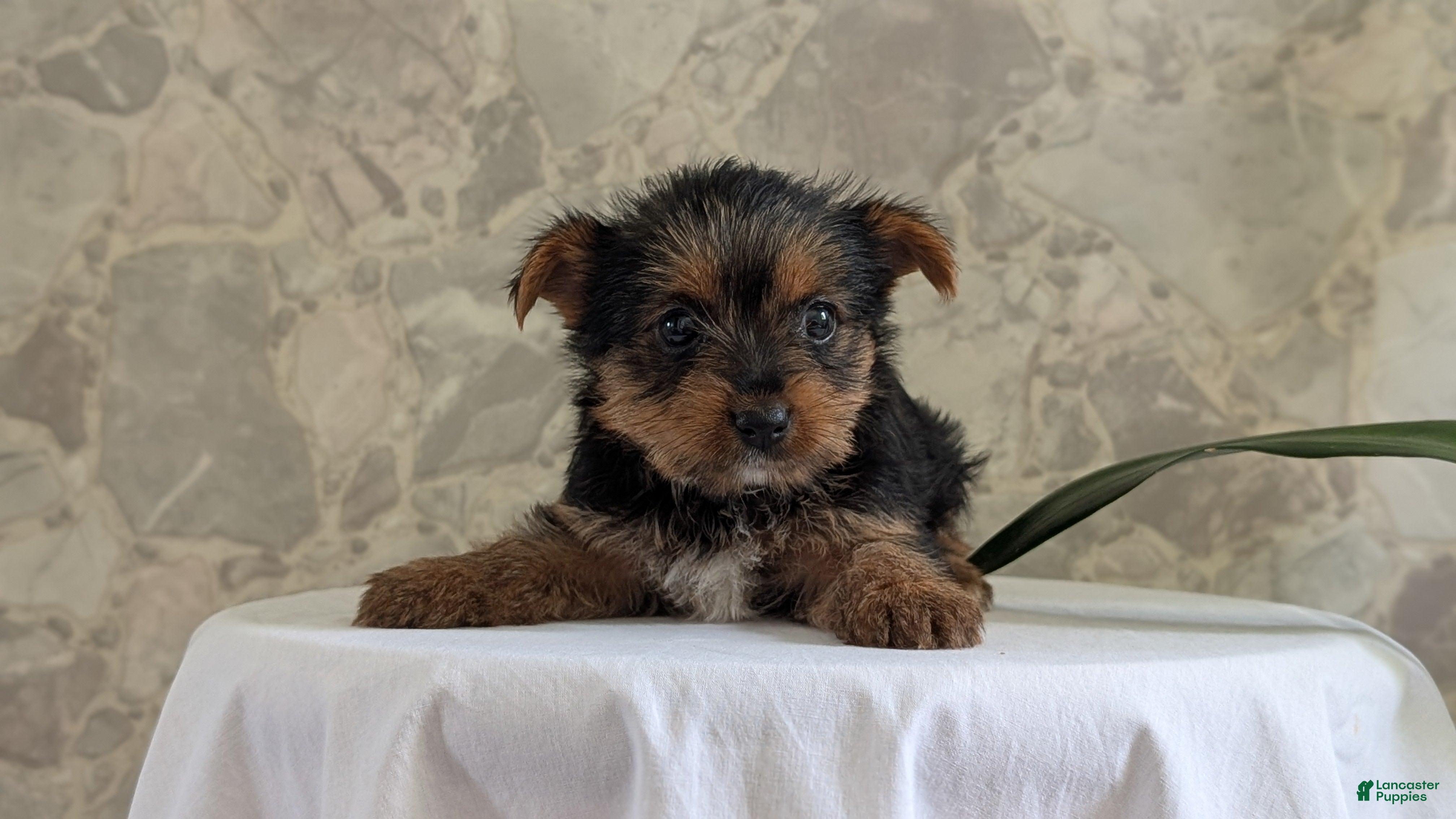 Yorkshire Terrier dogs Zoey - Ad 2