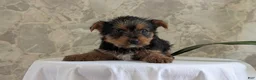Yorkshire Terrier dogs for sale: Zoey - Ad 2