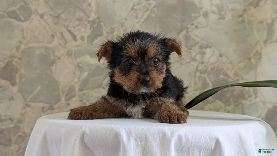 Yorkshire Terrier dogs for sale: Zoey - Ad 2