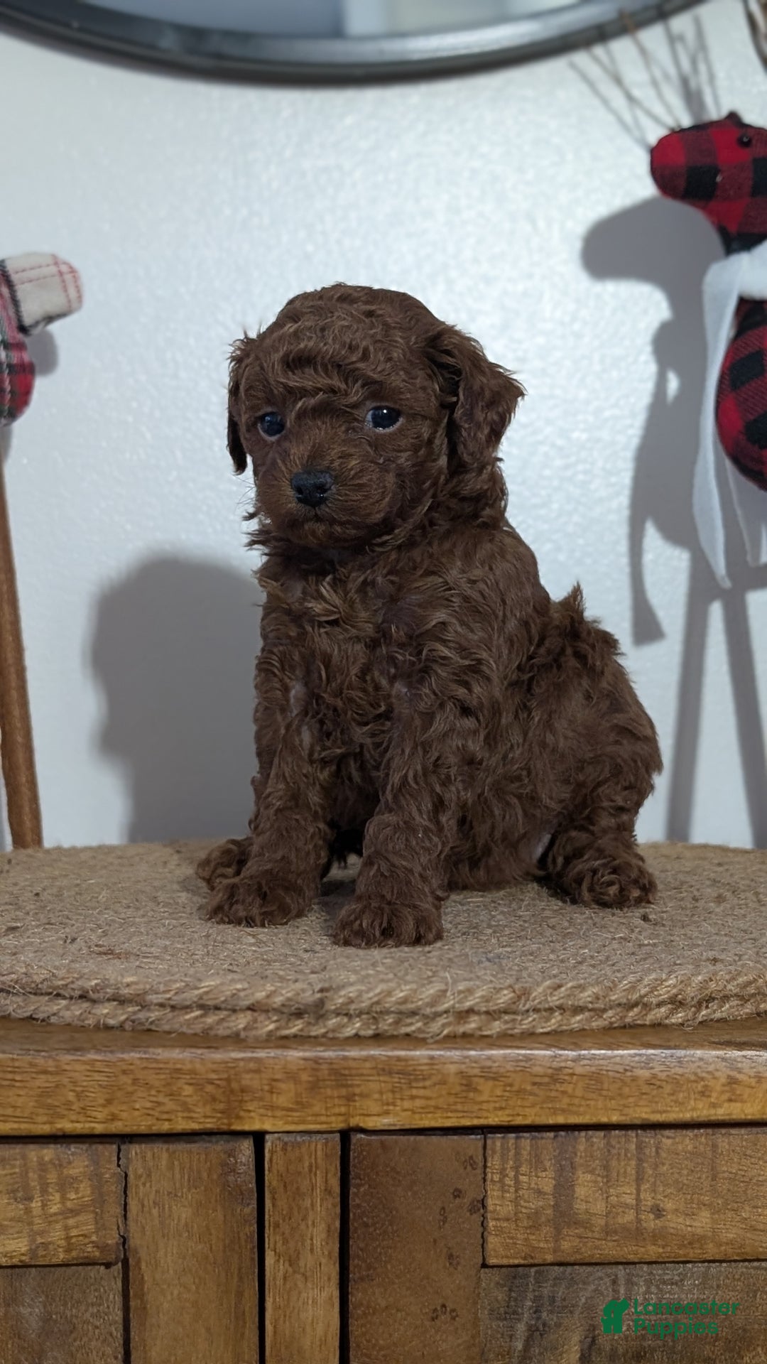 Miniature Poodle dogs for sale: Maverick  - Ad 8