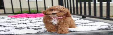 Felicity 
