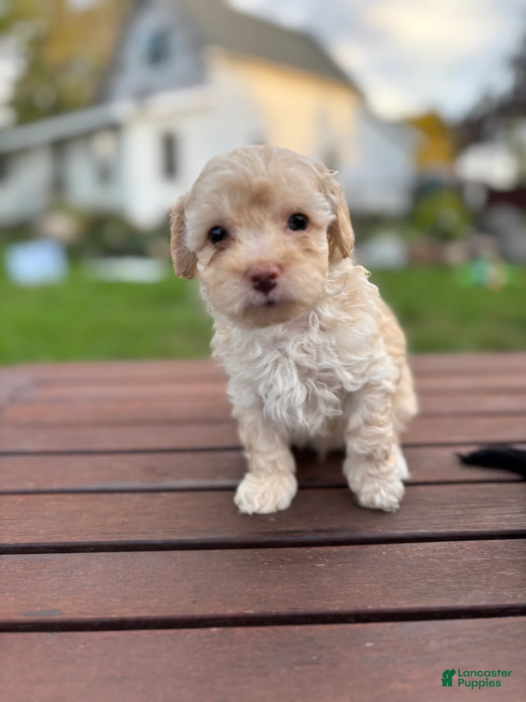 Maltipoo dogs for sale: Champ - Ad 1