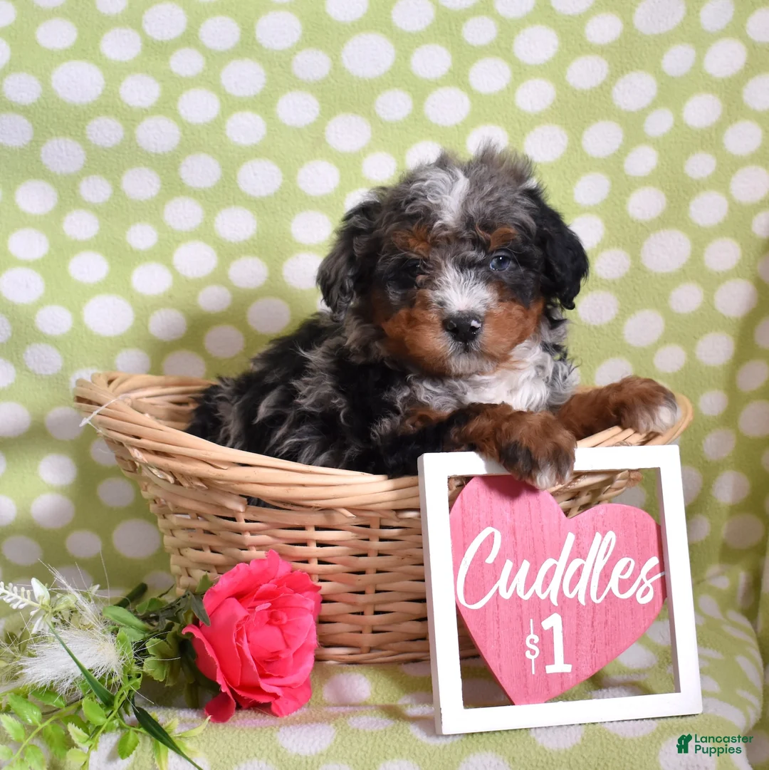 Bernedoodle dogs for sale: Gadget  - Ad 1