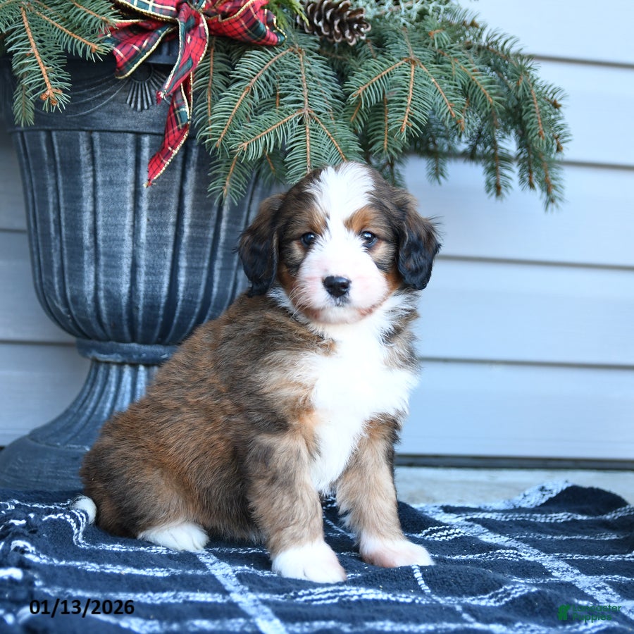 Bernedoodle dogs Molly - Ad 17