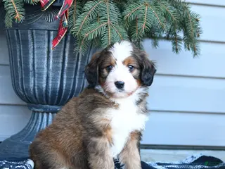 Bernedoodle dogs Molly - Ad 10