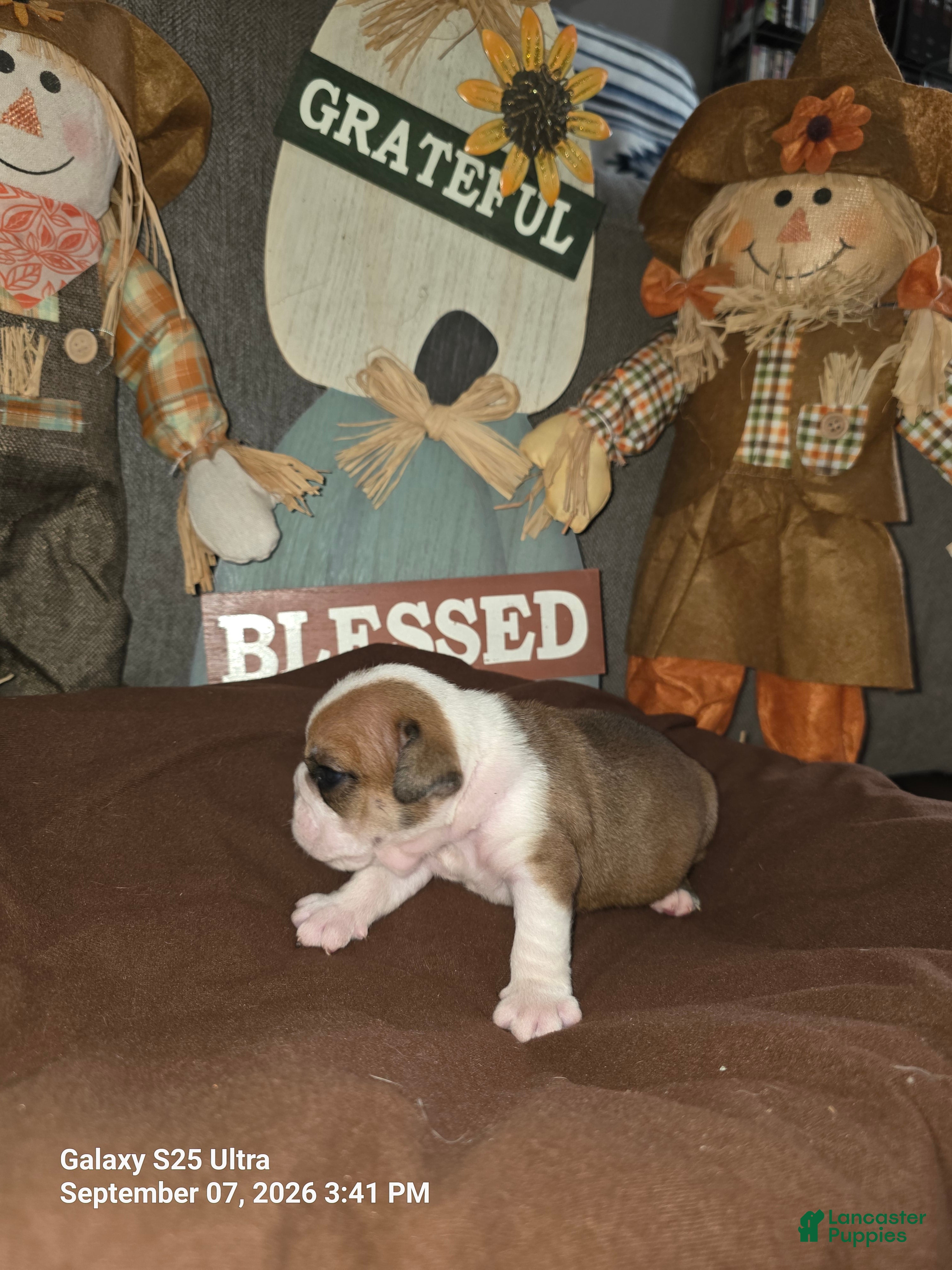English Bulldog dogs English Bulldog 4 - Ad 2