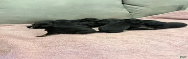 Rottweiler Puppy 11