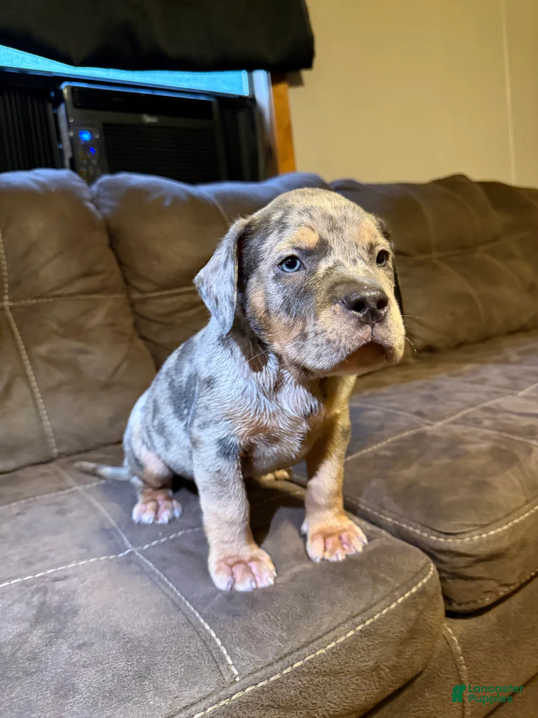 American Bully dogs for sale: American Bully 3 - Ad 1