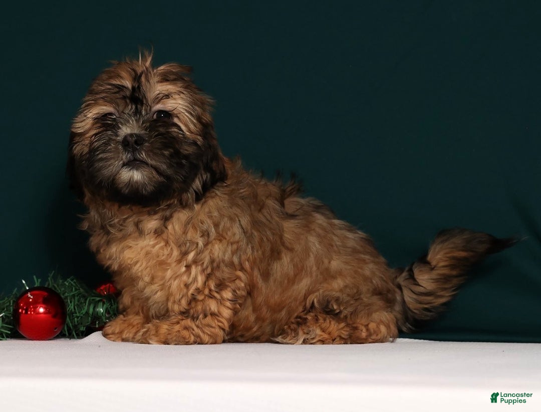 Teddy Bear dogs for sale: Carol - Ad 7