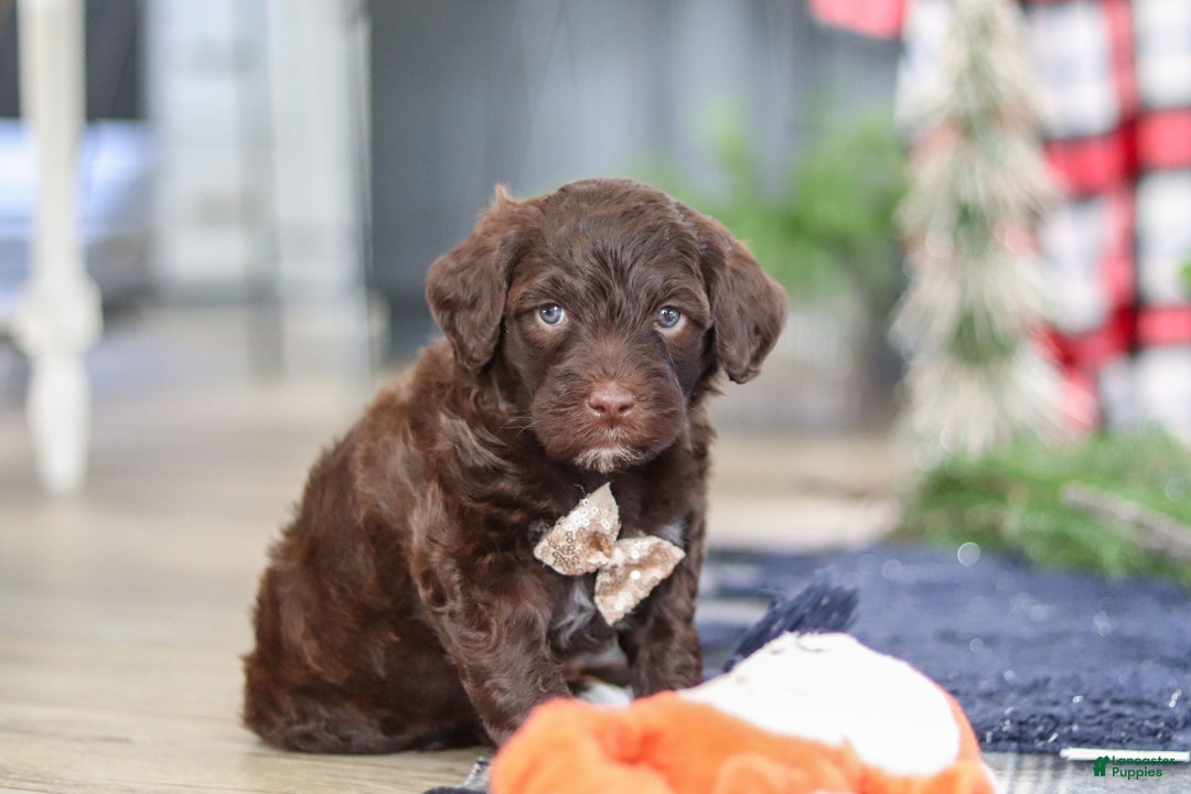 Portuguese Water Dog dogs for sale: Sonny - Ad 9