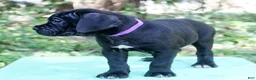 Cane Corso dogs for sale: Lucy In The Sky - Ad 3