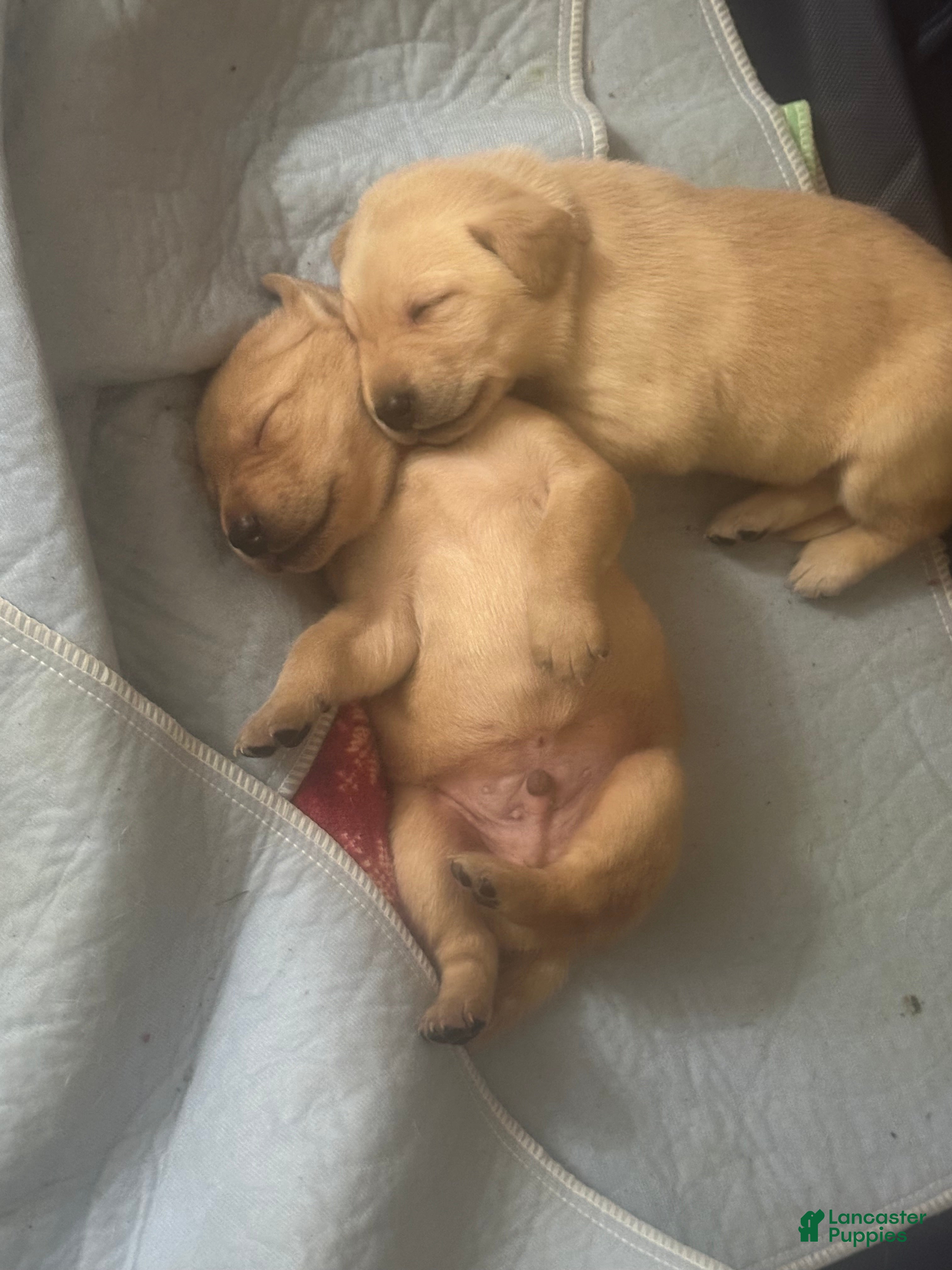 Labrador Retriever dogs Kyle - Ad 2