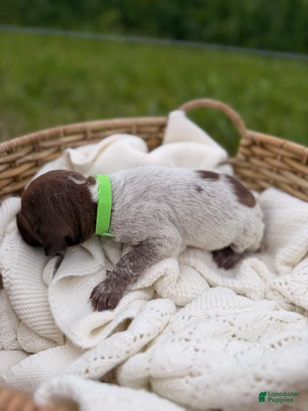 German Shorthaired Pointer dogs for sale: Finch - Ad 2