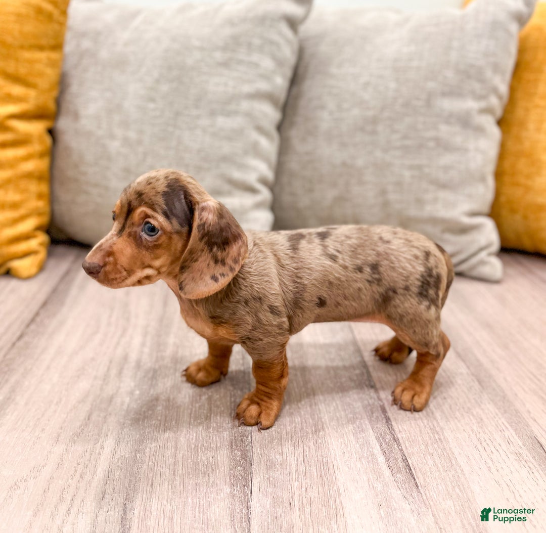 Miniature Dachshund dogs for sale: Gracie - Ad 4