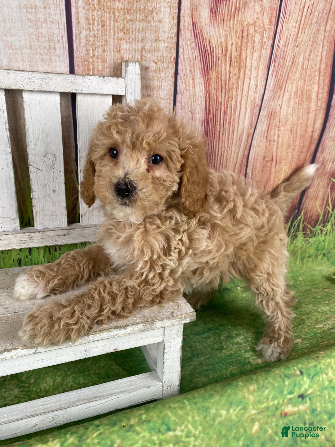 Miniature Poodle dogs for sale: Teddy - Ad 4