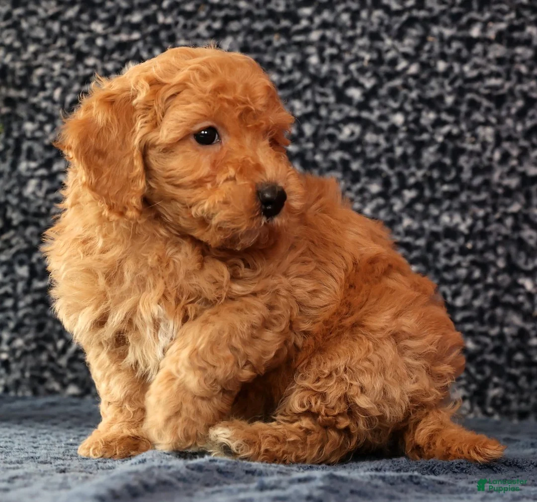 Bichpoo dogs for sale: Flint - Ad 8