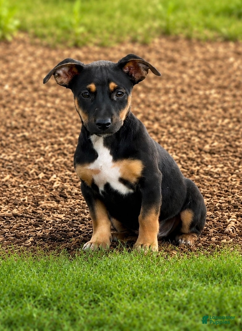 Mixed Breed dogs Sushi $195 - Ad 8