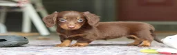 Miniature Dachshund dogs for sale: Landry - Ad 7