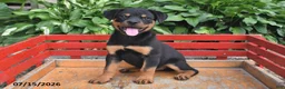 Rottweiler dogs for sale: Missy - Ad 5