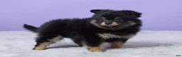 Pomeranian dogs for sale: Twila - Ad 3