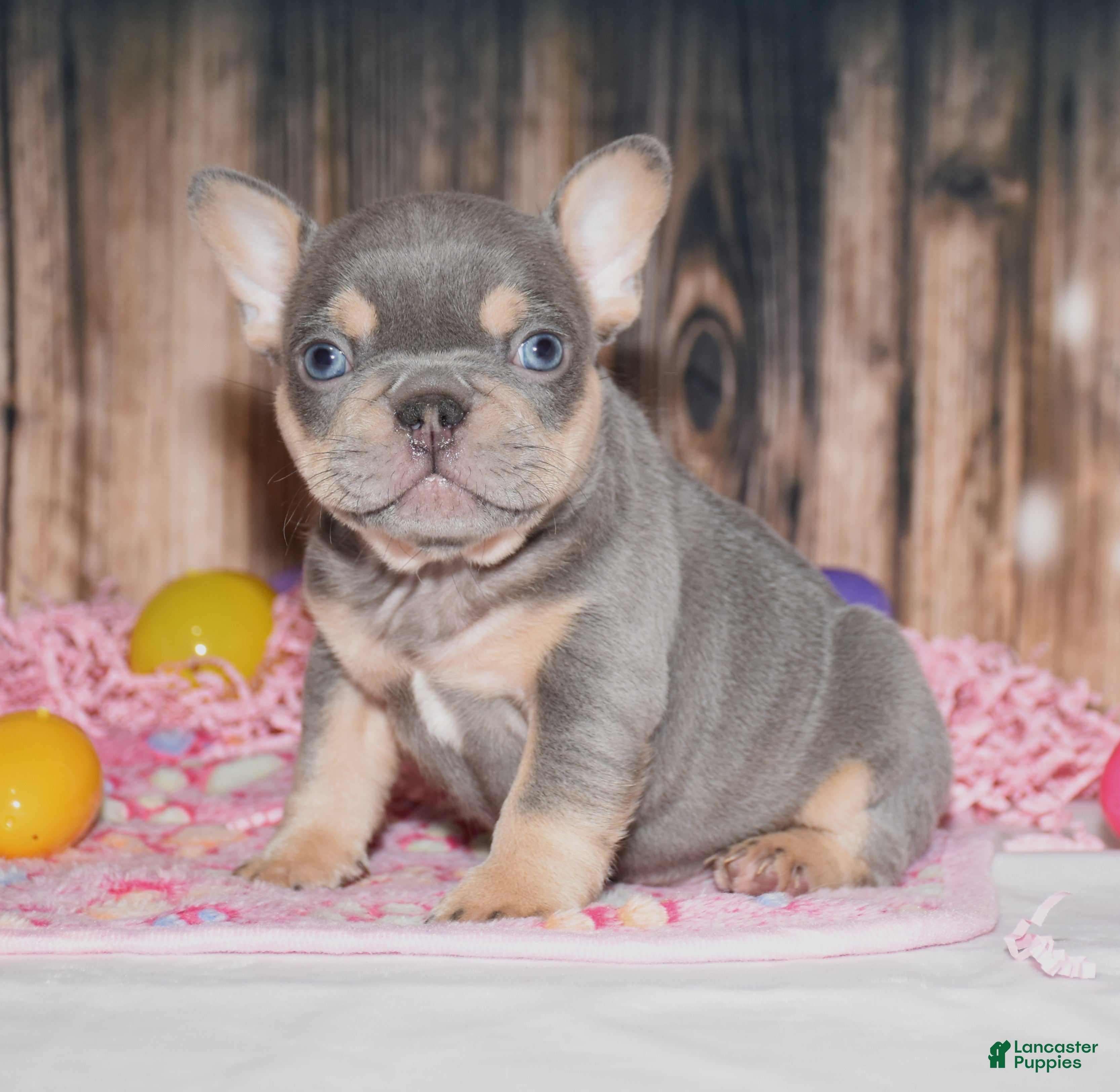 French Bulldog dogs Obi - Ad 2