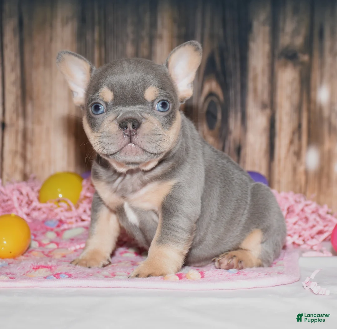 French Bulldog dogs for sale: Obi - Ad 2