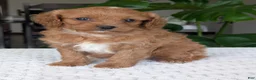 Cavapoo dogs for sale: Ellie - Ad 7