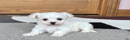 Coton De Tulear dogs for sale: Nadine - Ad 4