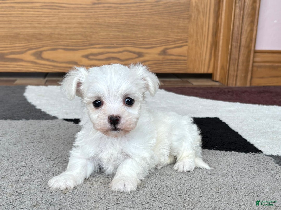 Coton De Tulear dogs for sale: Nadine - Ad 4