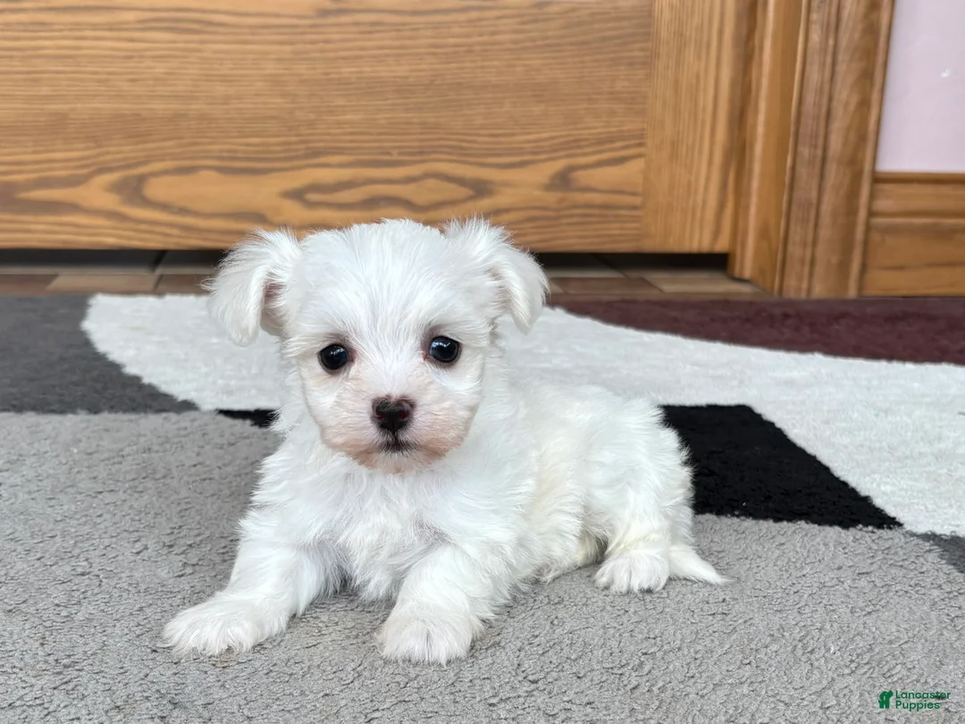 Coton De Tulear dogs for sale: Nadine - Ad 1