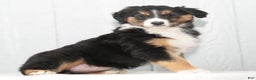 Australian Shepherd dogs for sale: Candy - Ad 7